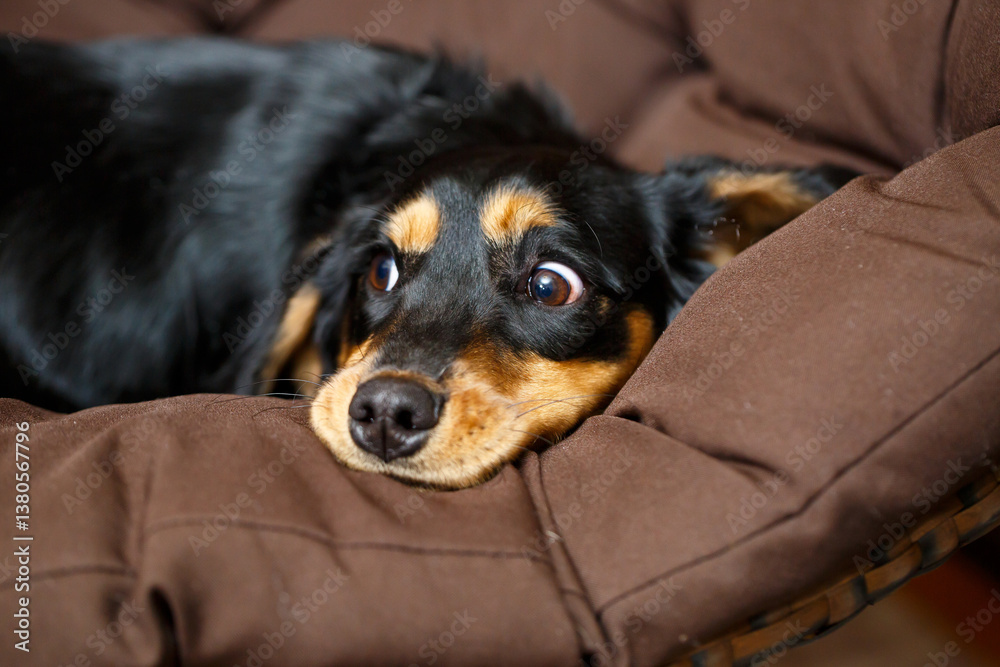 A cute dog is sprawled on a cozy bed, wearing a thoughtful expression that shows its warmth and personality. This charming canine embodies affection and tranquility while resting peacefully