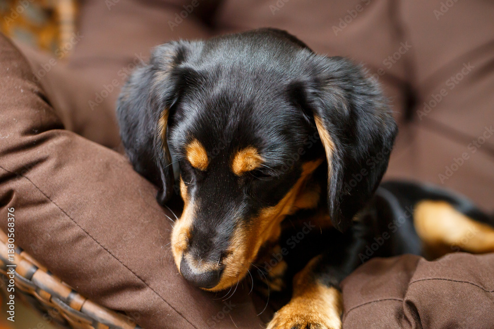 An adorable sleeping dog is peacefully relaxing on its plush dog bed, creating a perfect portrait of comfort and relaxation. This scene captures the essence of cozy and peaceful moments for pets