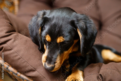 Obraz na płótnie An adorable sleeping dog is peacefully relaxing on its plush dog bed, creating a perfect portrait of comfort and relaxation. This scene captures the essence of cozy and peaceful moments for pets w salonie