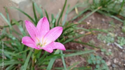 A cluster of Pink Rain Lily, Zephyranthes carinata flowering in spring in Nagarkot in the Kathmandu valley, Nepal.