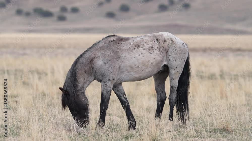 Wild horse grazing from the Onaqui Mountain herd in the Utah desert. Wild horse grazing from the Onaqui Mountain herd in the Utah desert.