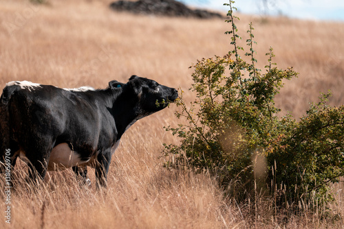 beef cows and cattle grazing on sustainable managed grasses on a farm holding microorganisms storing carbon sustainable regenerative