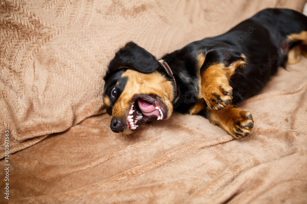 A Playful Dachshund Rolling on the Couch with a Silly Expression This is an Absolutely Adorable Pet Moment Captured in Time That Is Sure to Melt Your Heart and Bring Endless Joy to Your Day