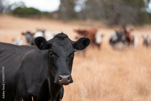 Foto beef cows and cattle grazing on sustainable managed grasses on a farm holding mi