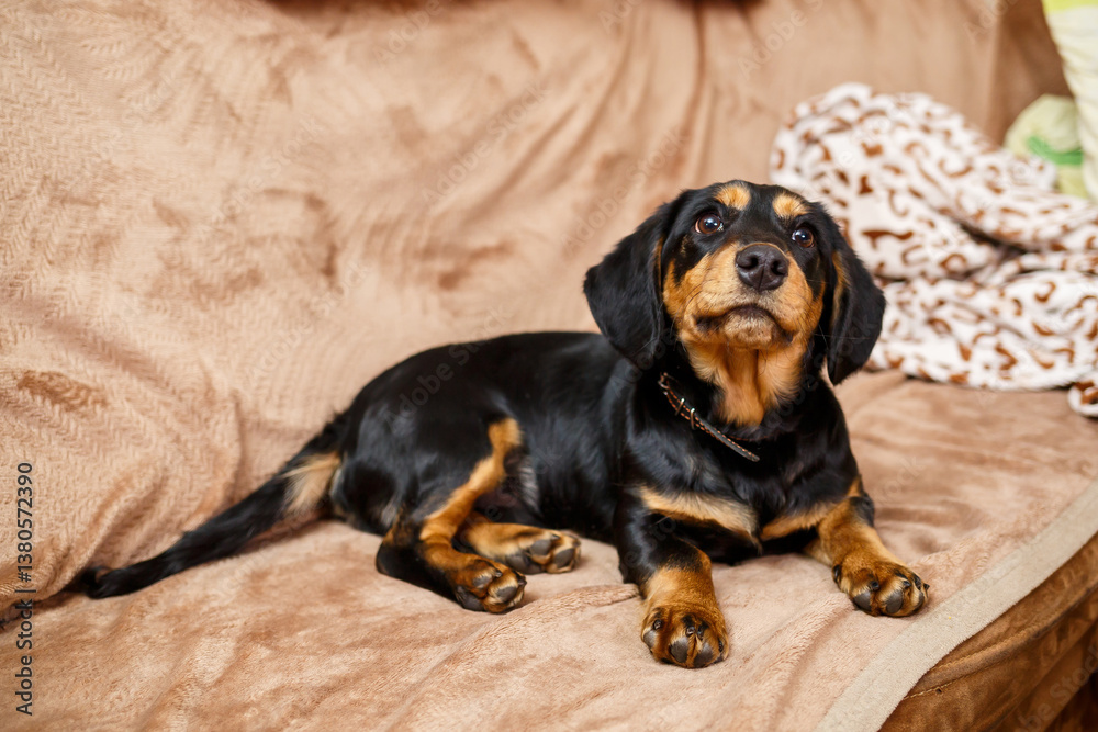 An Adorable Black and Tan Dog on a Couch This charming pet portrait is perfect for animal lovers and enhances home decor, making spaces feel warm and inviting with a cheerful touch