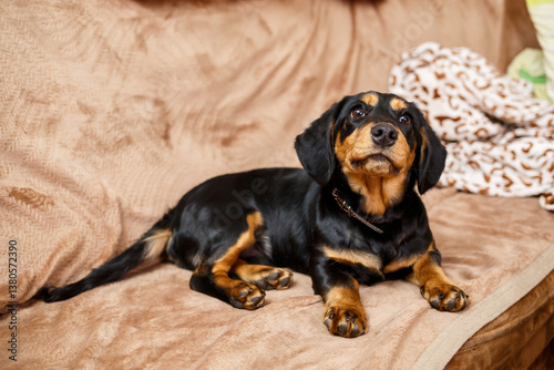 Obraz na płótnie An Adorable Black and Tan Dog on a Couch This charming pet portrait is perfect for animal lovers and enhances home decor, making spaces feel warm and inviting with a cheerful touch w salonie