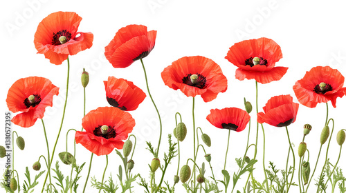 Vivid Red Poppy Flowers Standing Out on Transparent Background - Floral Elegance and Isolation