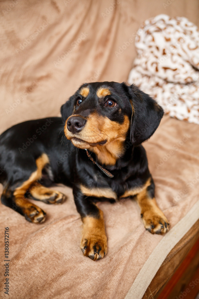 A Black and Tan dog relaxes on a couch, wrapped in a warm blanket. This scene embodies joy and tranquility, showcasing its charming personality and affectionate gaze, radiating happiness and comfort