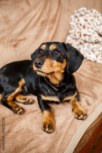 Obraz na płótnie A Black and Tan dog relaxes on a couch, wrapped in a warm blanket. This scene embodies joy and tranquility, showcasing its charming personality and affectionate gaze, radiating happiness and comfort w salonie