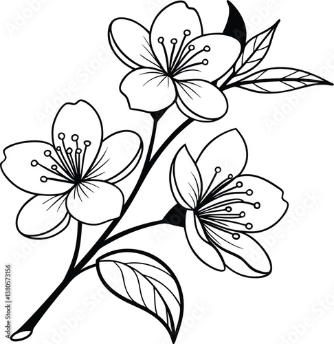 Jasmine flower vector illustration