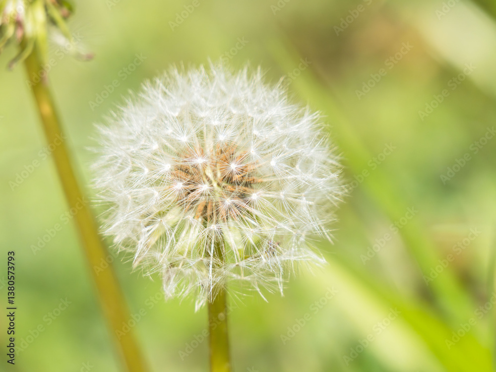 Fototapeta premium 春の野原 タンポポの綿毛07