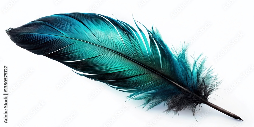 Obraz premium Single Black Feather Isolated, Detailed Texture, White Background Stock Photo