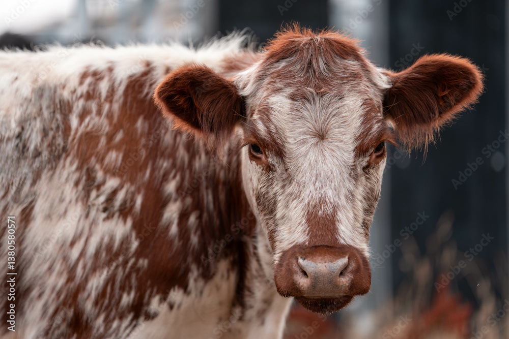 livestock in a meadow, sustainable carbon neutral farming being practiced. regenerative raised cows in a field. agricultural technology innovation.