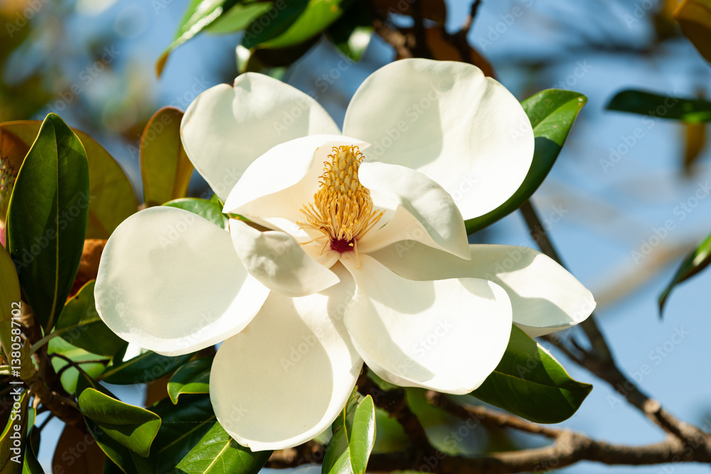 Obraz premium 大輪のタイサンボクの花