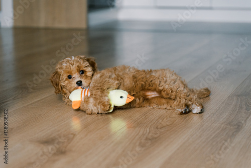 Cute Maltipoo puppy lying on the floor, playfully chewing a plush toy. The small, fluffy dog has curly apricot fur and big, expressive eyes. A cozy indoor scene with a modern kitchen in the background