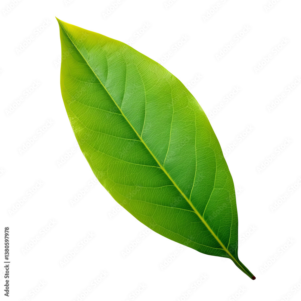 Obraz premium green leaf isolated on white