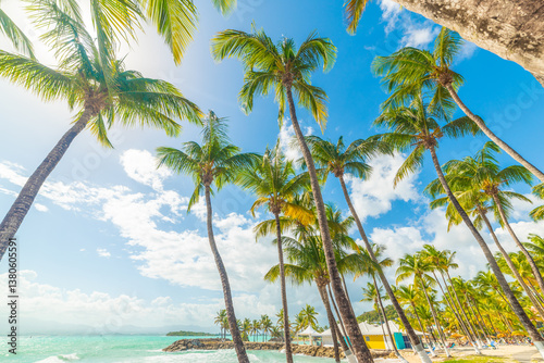 Fototapeta Naklejka Na Ścianę i Meble -  Palms by the sea in Bas du Fort beach
