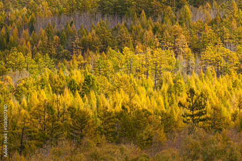 Autumn in inner Mongolia province China; boreal forest with Larch and Birch trees in yellow autumn colors
