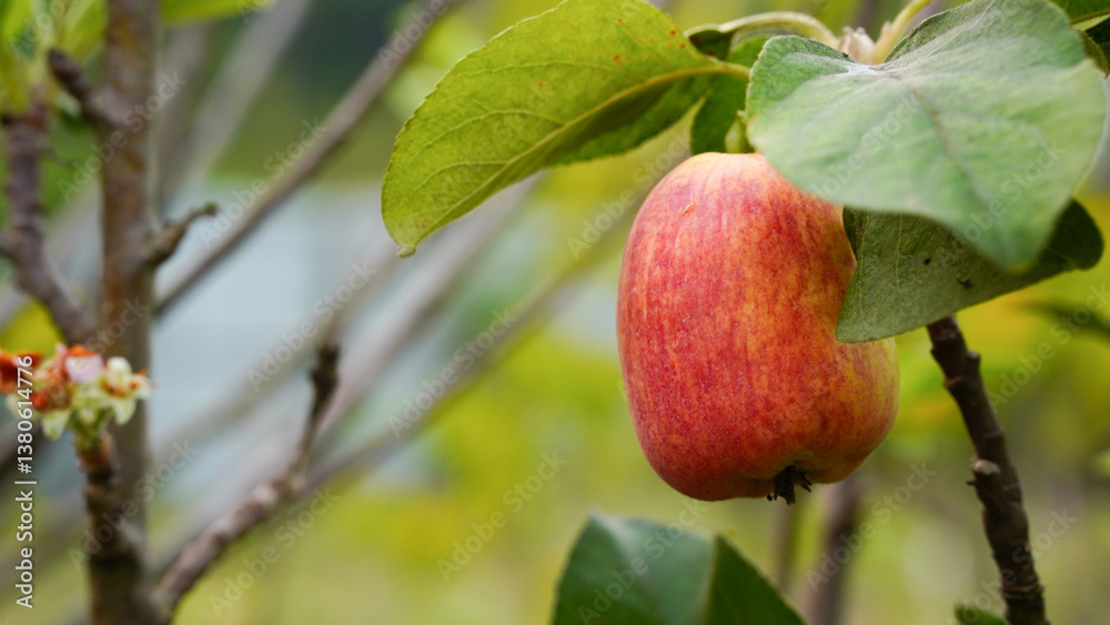 Anna apple from Thailand which has sour taste but still delicious to be eaten. Anna apple from Thailand which has sour taste but still delicious to be eaten.