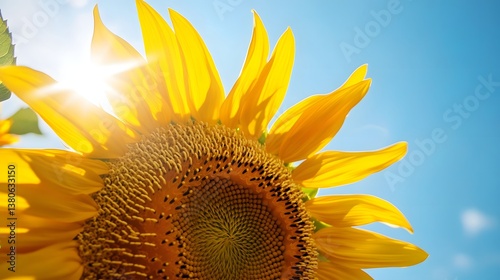 sunflower closeup on blue background