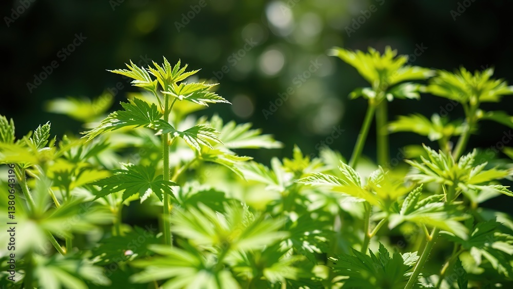 Fresh Green Nettle Leaves Illuminated by Sunlight Fresh Green Nettle Leaves Illuminated by Sunlight