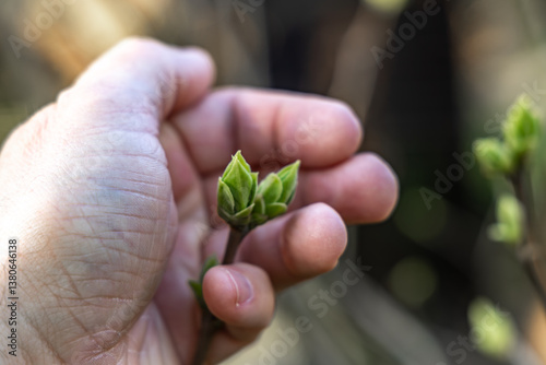 Tableau sur toile A small apple blossom bud in the hands of a gardener, protecting young flowering