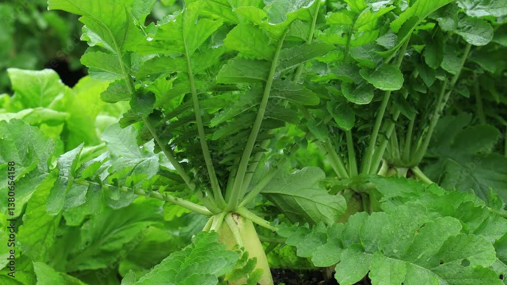 畑のダイコン 野菜 葉 大根 農作物 雨 土 畑のダイコン 野菜 葉 大根 農作物 雨 土