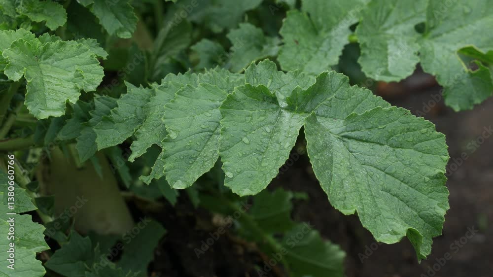 畑のダイコン　野菜　葉　大根　農作物　雨　土