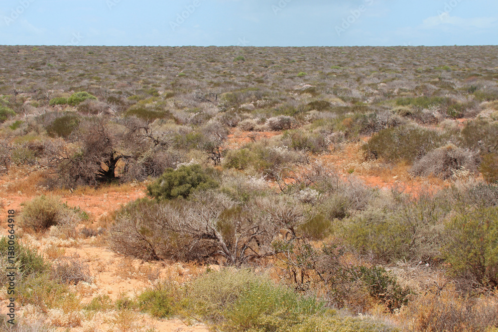 vegetation at the françois péron national park at shark bay in australia