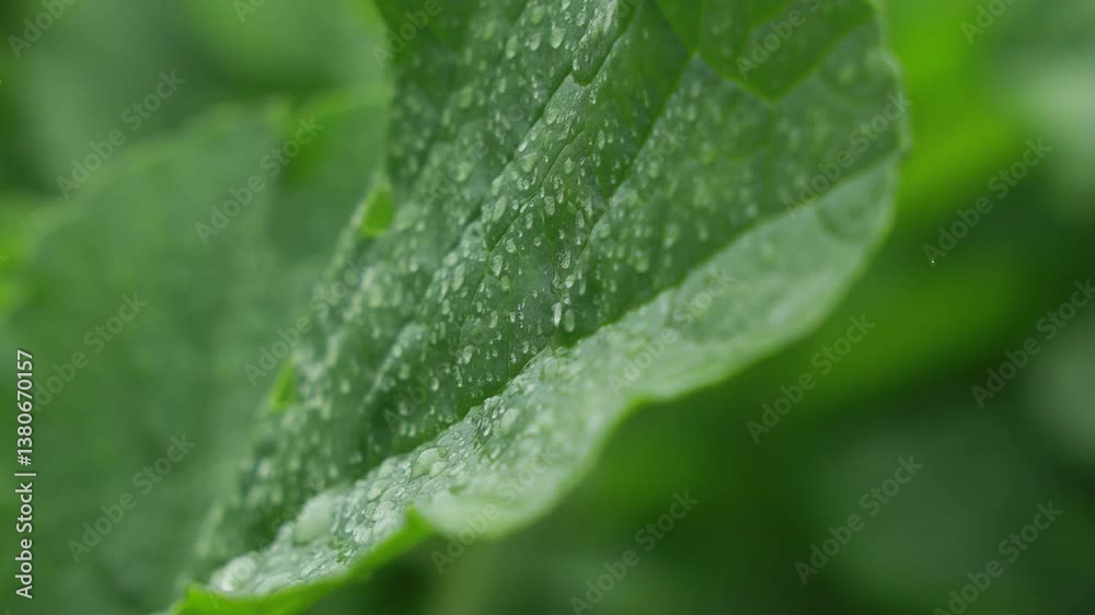 畑のダイコン 野菜 葉 大根 農作物 雨 土 畑のダイコン 野菜 葉 大根 農作物 雨 土