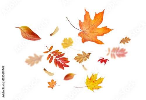 variety of autumn leaves highlighted on a transparent background