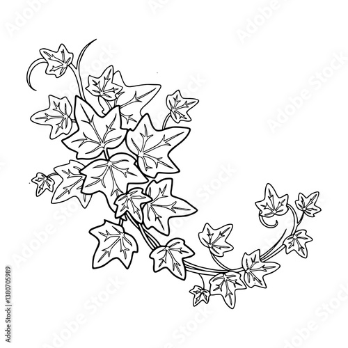 elegant ivy leaf outline
