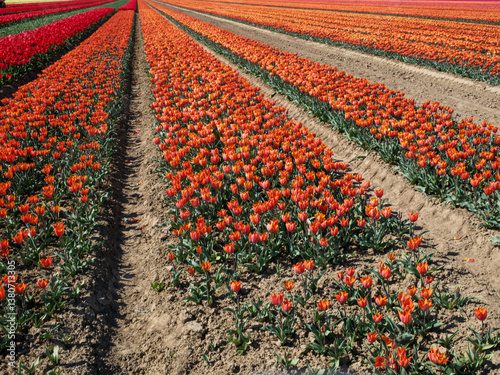 Tulipfields in Flevoland province, The Netherlands photo