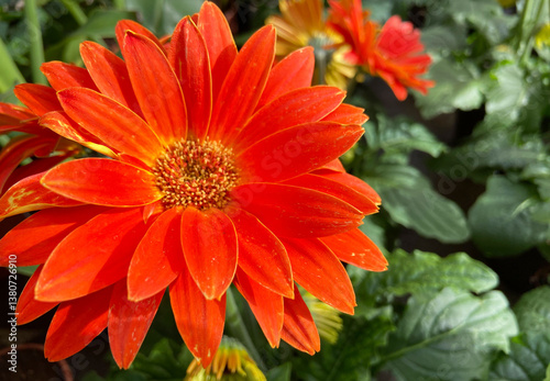 Gerbera jamesonii Adlam or Barberton daisy red orange flowers in the garden close up.Selective focus.