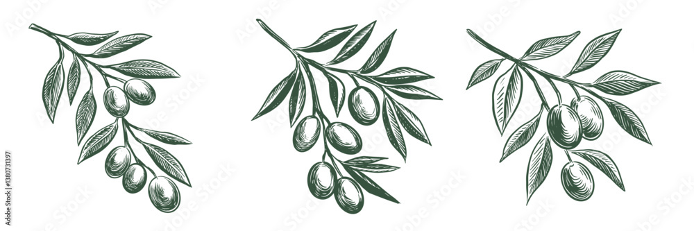 Fotografie Olive branch hand drawn illustrations, sketch.