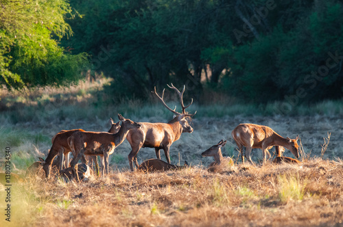 Red deer, Male roaring in La Pampa, Argentina, Parque Luro, Nature Reserve