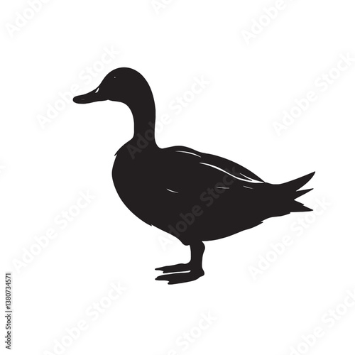 Isolated mallard waterfowl features a male and female duck, their feathers and beaks contrasted against a white backdrop