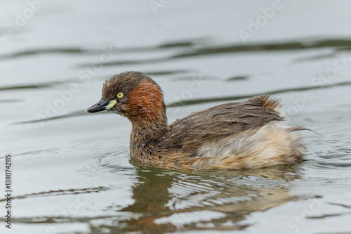 静かに泳ぐカイツブリ
