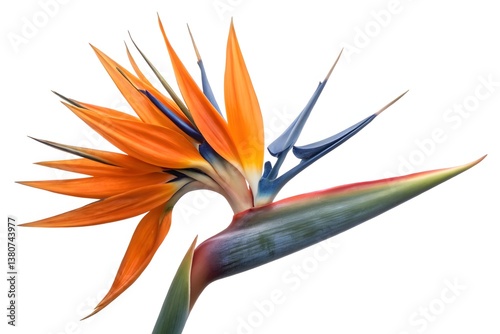 Vibrant orange strelitzia bloom, an exotic floral beauty isolated