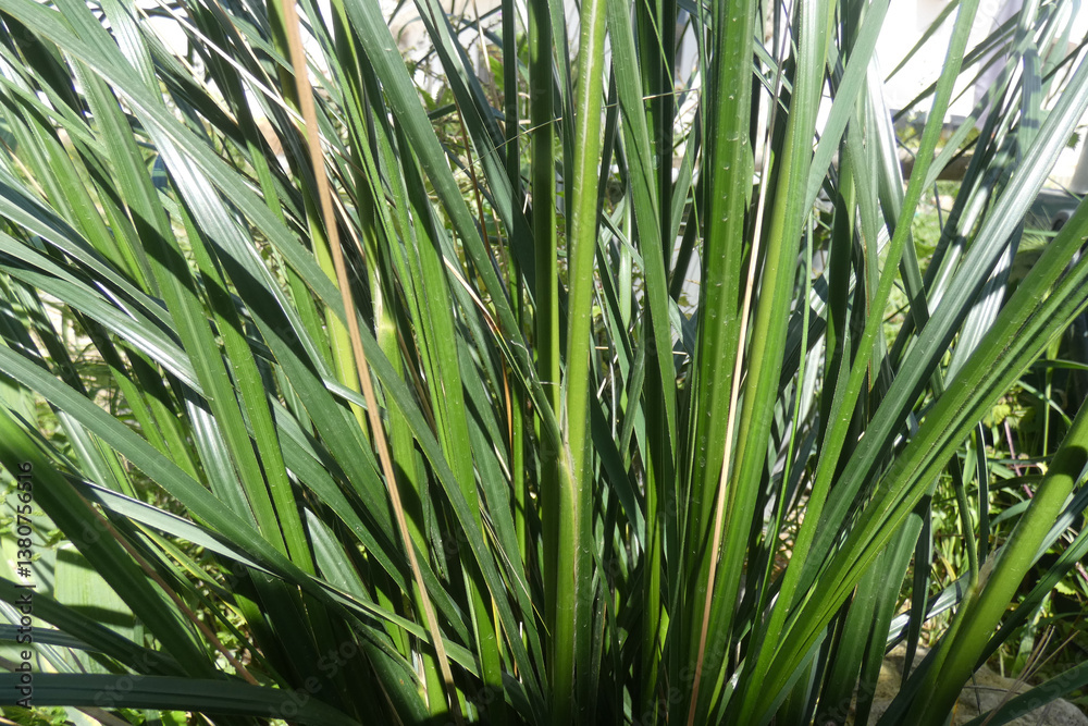 Fototapeta premium Natura