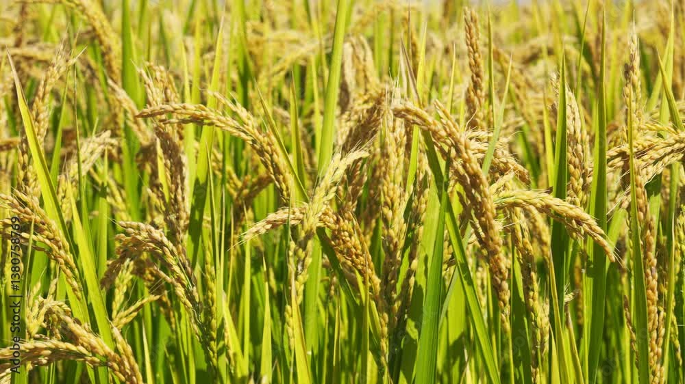 Rice about to mature in September in Northeast China Rice about to mature in September in Northeast China