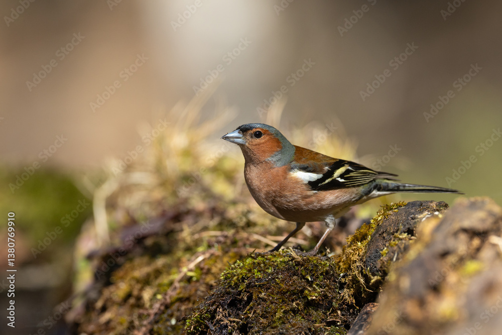 Bird male chaffinch Fringilla coelebs perching on forest puddle, spring time Poland Europe