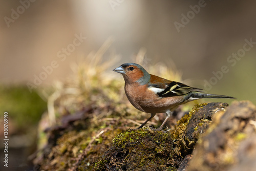 Obraz na płótnie Bird male chaffinch Fringilla coelebs perching on forest puddle, spring time Poland Europe w salonie