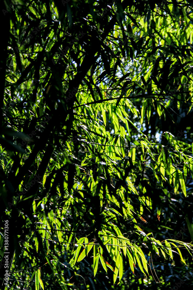Fototapeta premium green bamboo forest