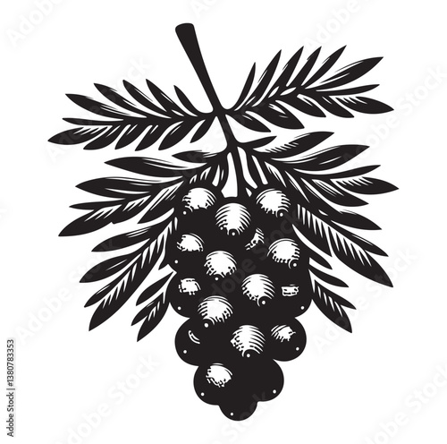 Evergreen fruit  Silhouettes vector illustration a white background.