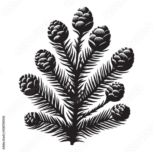 Evergreen fruit  Silhouettes vector illustration a white background.