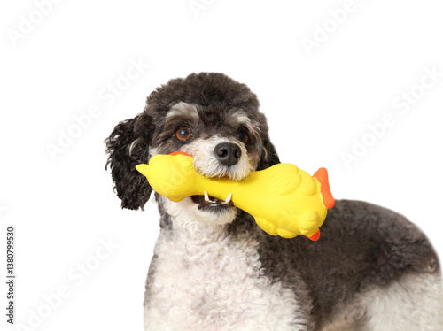 Playful dog with squeaky toy in mouth looking at camera. Cute fluffy puppy dog with plastic duck waiting for owner to play. Dog playtime. Female miniature poodle, black and white. Selective focus.
