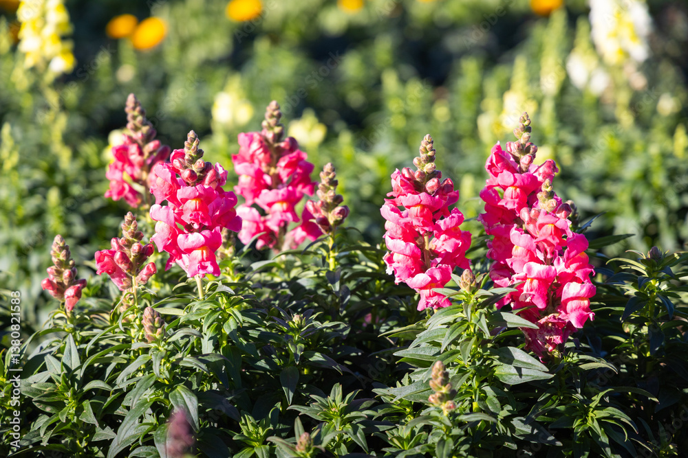 Obraz premium Snapdragon flower and green leaf in garden.