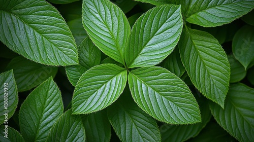Vibrant Green Foliage: A Close-Up of Lush Leaves
