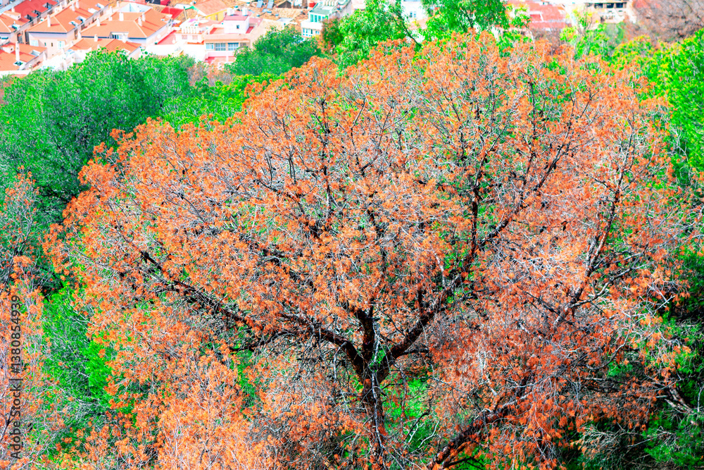 Tall tree adorned with warm orange and brown leaves, symbolizing the essence of autumn. In background, a charming town with red-roofed buildings nestled amidst a vibrant mix of green foliage